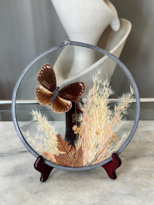 Framed Brown Eggfly Butterfly Taxidermy Display Under Glass | Real Butterfly & Dried Pampas Grass | Nature Wall Art