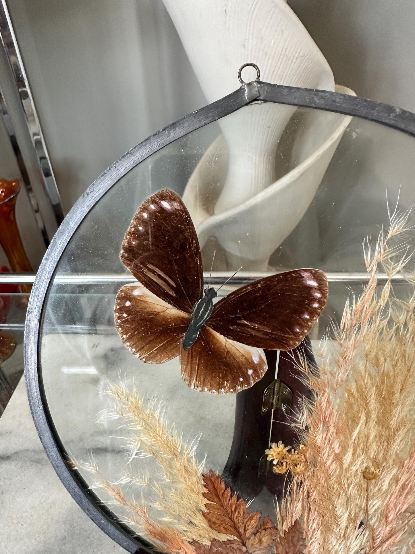 Framed Brown Eggfly Butterfly Taxidermy Display Under Glass | Real Butterfly & Dried Pampas Grass | Nature Wall Art