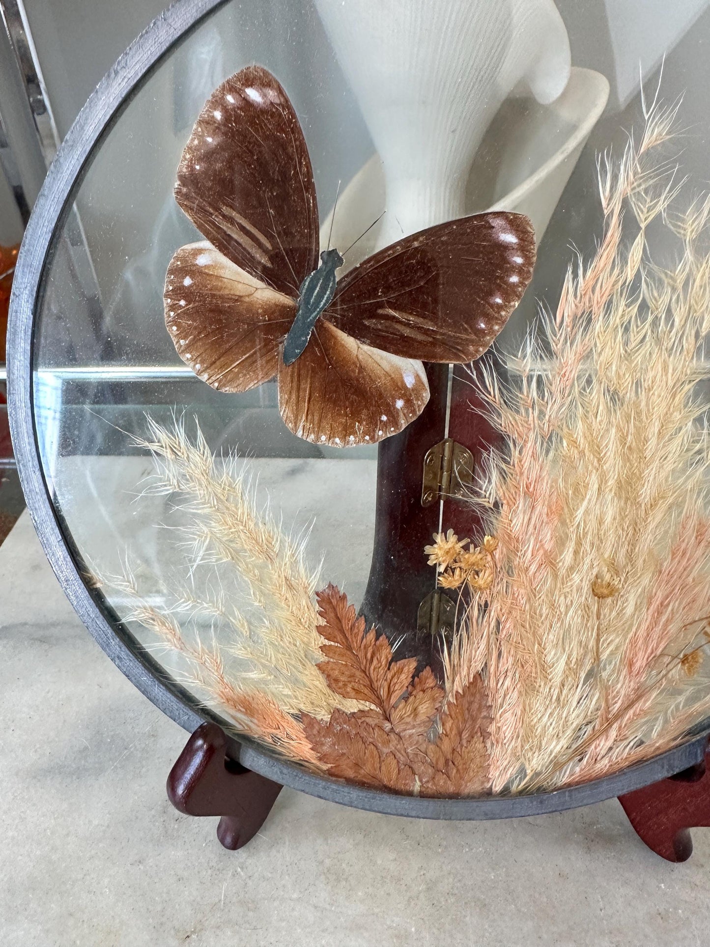 Framed Brown Eggfly Butterfly Taxidermy Display Under Glass | Real Butterfly & Dried Pampas Grass | Nature Wall Art