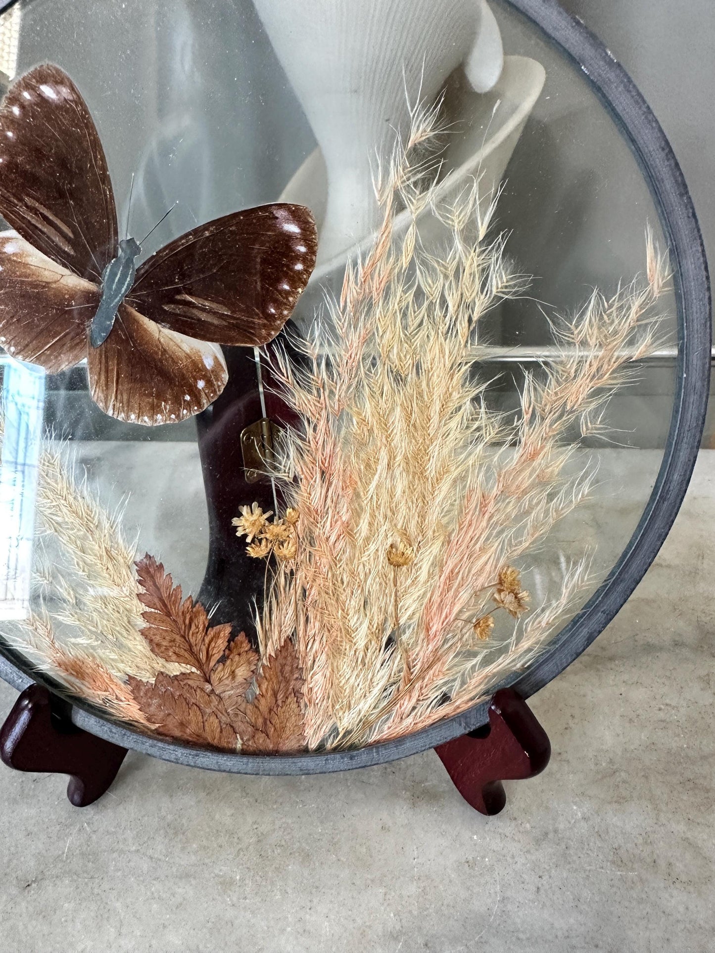 Framed Brown Eggfly Butterfly Taxidermy Display Under Glass | Real Butterfly & Dried Pampas Grass | Nature Wall Art