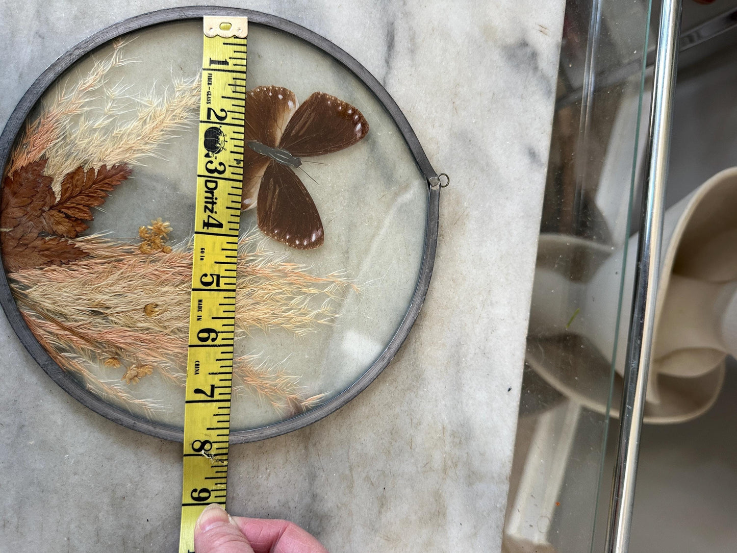 Framed Brown Eggfly Butterfly Taxidermy Display Under Glass | Real Butterfly & Dried Pampas Grass | Nature Wall Art