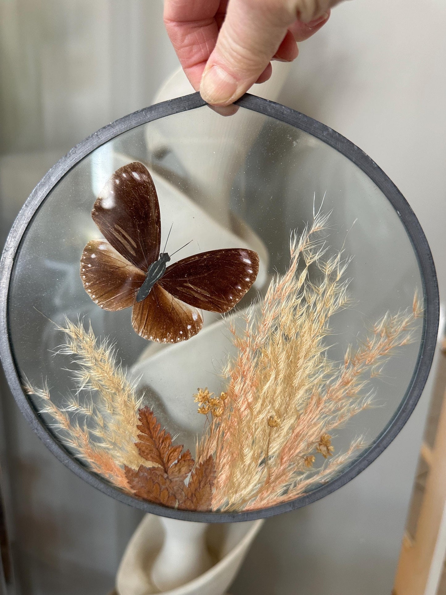 Framed Brown Eggfly Butterfly Taxidermy Display Under Glass | Real Butterfly & Dried Pampas Grass | Nature Wall Art