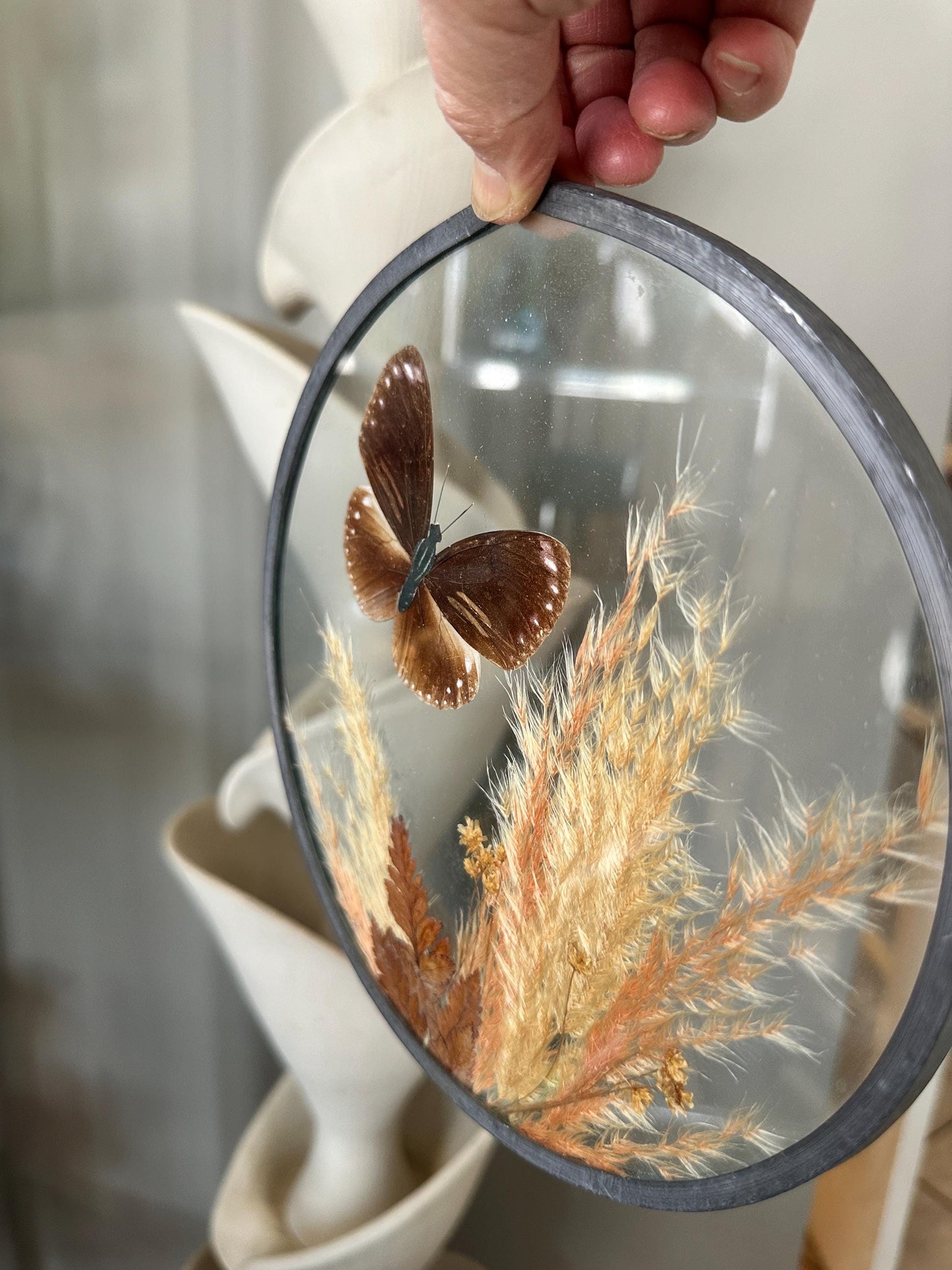 Framed Brown Eggfly Butterfly Taxidermy Display Under Glass | Real Butterfly & Dried Pampas Grass | Nature Wall Art